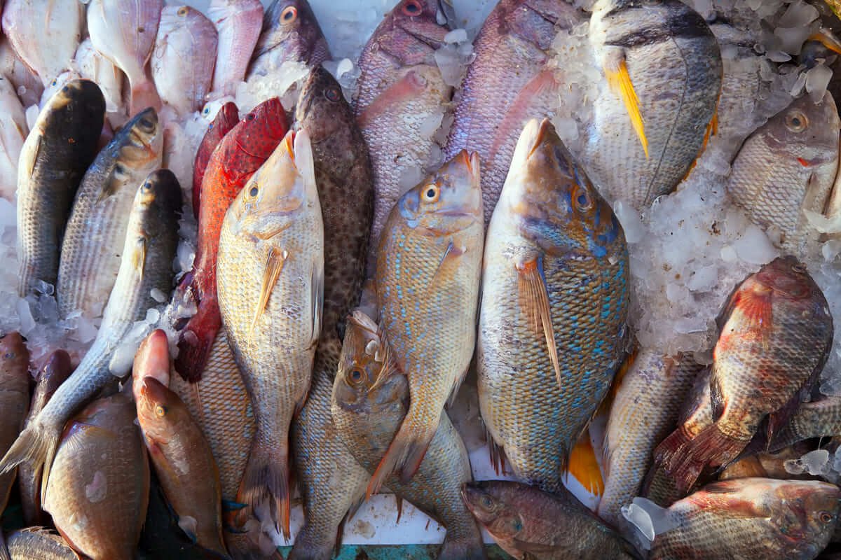 Leçon sur le maintien de la vitalité et la réalisation du succès, le poisson japonais en est un exemple
